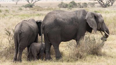 6 Day The Great Serengeti Migration Safari in Tanzania - Image - 13099