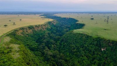 8 Days Uganda & Rwanda Safari | Gorillas, Lions & Culture - Image - 11188