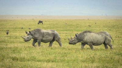 3-Day Mid Range Safari - Serengeti and Ngorongoro Crater - Image - 8444
