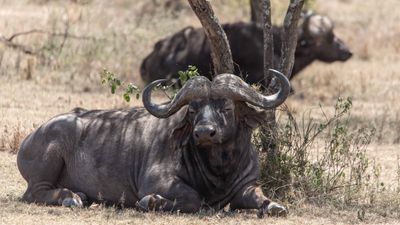 6 Day The Great Serengeti Migration Safari in Tanzania - Image - 13111