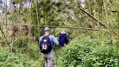 2 Days Rwanda Gorilla Trekking experience and Kigali Genocide Memorial Visit. - Image - 8549