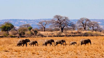 7 Day Great Migration and Big Five safari experience - Image - 11787