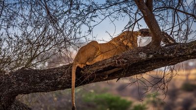 17 Days Ultimate Northern Safari and Trekking (Tanzania) - Image - 11918