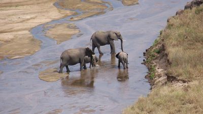 2-Day Luxury Safari to Tarangire and Ngorongoro Crater - Image - 8441