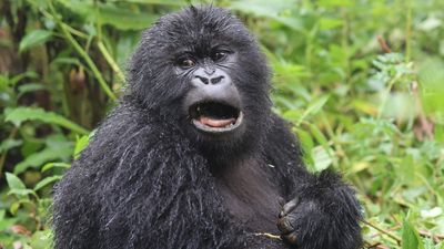7 Days Rwanda Primates & Wilderness Expedition - Image - 9170