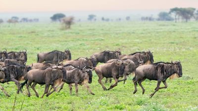 6 Days Amboseli & Maasai Mara Explorer - Image - 9571