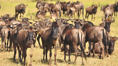 3-Day Mid Range Safari - Serengeti and Ngorongoro Crater - Image - 8481