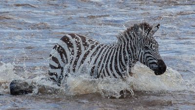 3-Day Mid Range Safari - Serengeti and Ngorongoro Crater - Image - 8450