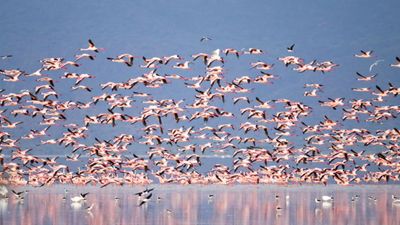 3-Day African Safari Dream – Tarangire, Crater & Manyara - Image - 17861