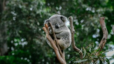TOUR TRƯỢT TUYẾT 7N6Đ: TP HCM - SYDNEY – MELBOURNE - MT BULLER - Image - 25942