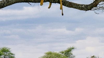 5-Day Explore Tanzania's Top 4 Parks in Midrange Comfort - Image - 24990