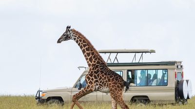6 Days / 5 Nights Maasai Mara, Lake Naivasha, Amboseli & Tsavo West Safari - Image - 14578
