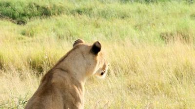 5-Day Upper Mid-Range Best of Tanzania Safari - Image - 20443