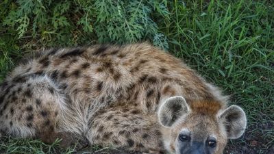 3-Day Maasai Mara Fly-in Safari from Nairobi - Image - 26596