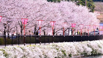 Japan Tour | Ho Chi Minh City – Tokyo – Mt. Fuji – Kyoto – Osaka (6D5N) - Image - 227