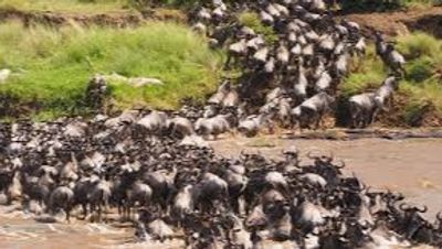 5-Day Lake Nakuru & Masai Mara Wildebeest Migration Safari (2026) - Image - 22032