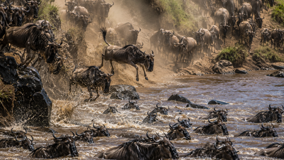 3-Day Masai Mara Express Great Migration Safari 2026 - Image - 22057