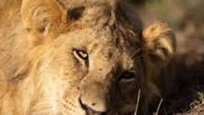 Ol Pejeta Rhinos & Chimpanzee Sanctuary Safari Tour – 3 Days - Image - 20727