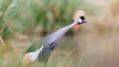 2 Days Ol Pejeta Conservancy Safari from Nairobi - Image - 22073