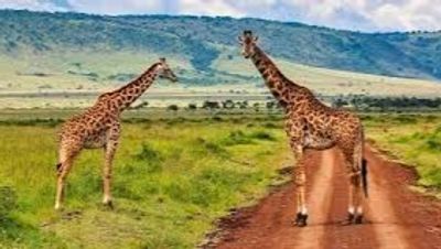 Amboseli Elephant Safari & Mount Kilimanjaro Day Tour - Image - 19896