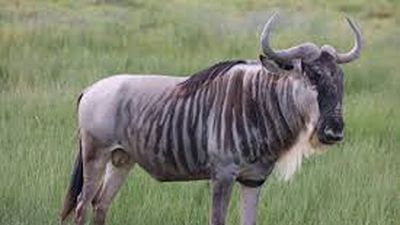 Best of Kenya Safari – Big Five, Rhinos & Balloon Experience - Image - 20734