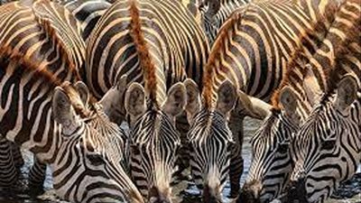 7 Days Best of Kenya Safari – Amboseli, Lake Nakuru & Masai Mara Tour - Image - 20432