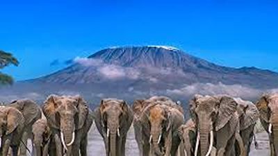 Amboseli Elephant Safari & Mount Kilimanjaro Day Tour - Image - 19889