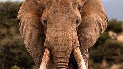 3-Day Tsavo East & Tsavo West Safari from Nairobi - Image - 25537