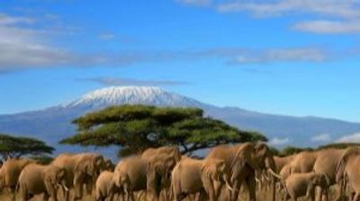 12-Night Kenya Bird & Wildlife Photographic Safari | Tsavo, Amboseli & Masai Mara - Image - 21924