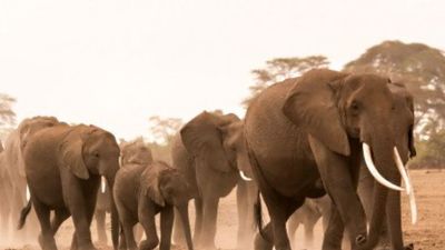 4-Day Tsavo East, West & Amboseli Safari from Mombasa - Image - 26044