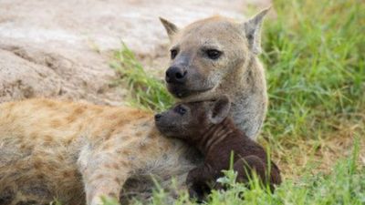 2-Day Amboseli Safari from Nairobi | Elephants & Kilimanjaro - Image - 25532