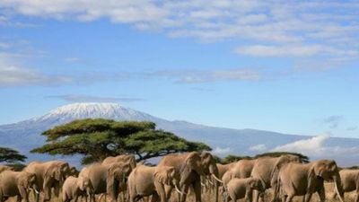 1 Day Amboseli National Park Tour - Image - 18926