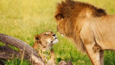 1 Day Amboseli National Park Tour - Image - 18924