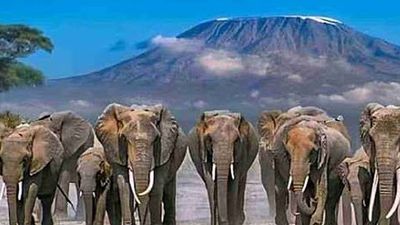 3-Day Tsavo East & Tsavo West Safari from Nairobi - Image - 25538
