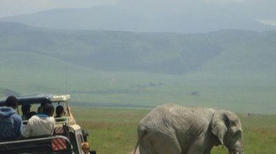4-Day Journey into the Great Migration Wonderland - Image - 21952