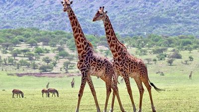 3-Day Serengeti & Ngorongoro Group Safari Crater Camping - Image - 25067