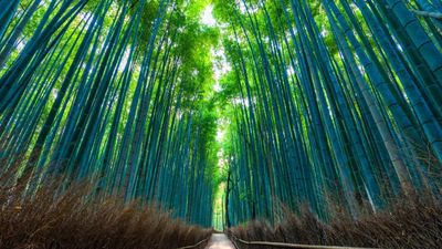 [NHẬT BẢN 6N5Đ] Osaka - Kyoto - Nagoya - Fuji - Yamanashi - Tp Hồ Chí Minh - Image - 14749