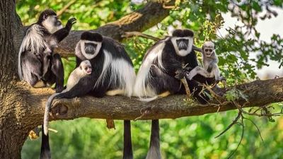 3-Day Unforgettable Short and Sweet Honeymoon Safari - Image - 21749