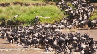 5 Days Amboseli, Lake Nakuru & Maasai Mara Safari - Image - 25663