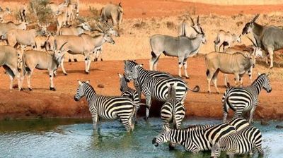 3-Day Maasai Mara Fly-in Safari from Nairobi - Image - 26594
