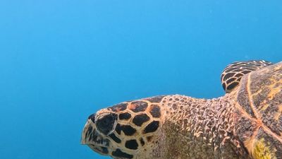 Dhiffushi Maldives Tour - Turtles, Sandbank, Dolphin Cruise & Drone Photos | 5 Days - Image - 15224
