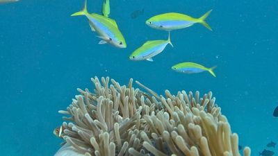 Maldives Island Hopping Escape - Local Island & 5 Star Resort | 7 Nights Full Board - Image - 17921