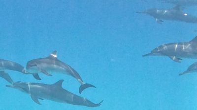 Maldives Island Hopping Escape - Local Island & 5 Star Resort | 7 Nights Full Board - Image - 17925