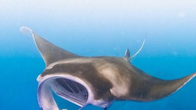 Dhiffushi Maldives Tour - Turtles, Sandbank, Dolphin Cruise & Drone Photos | 5 Days - Image - 15220