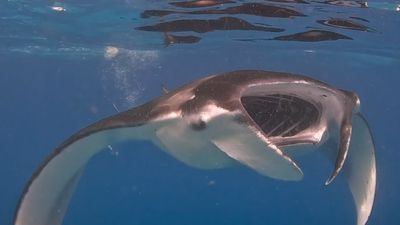 Maldives Island Hopping Escape - Local Island & 5 Star Resort | 7 Nights Full Board - Image - 17924