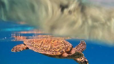 Maldives Island Hopping Escape - Local Island & 5 Star Resort | 7 Nights Full Board - Image - 17923