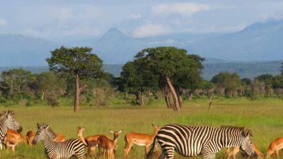 3-Day Mikumi Explorer – Wildlife, Culture & Adventure by SGR - Image - 18312