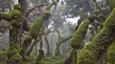 5-Day Bale Mountain Trekking Tour - Image - 18324