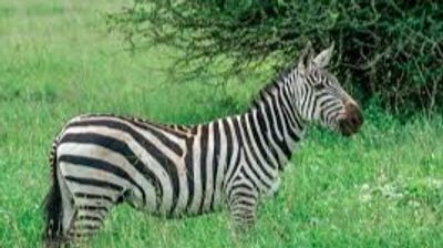 Ultimate Nairobi Wildlife Day Tour ,Nairobi in One Day Safari ,Sunrise Safari & Giraffe Experience - Image - 19839