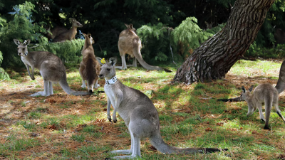 HÀ NỘI – SYDNEY – CANBERRA - MELBOURNE - HÀ NỘI - Image - 8343